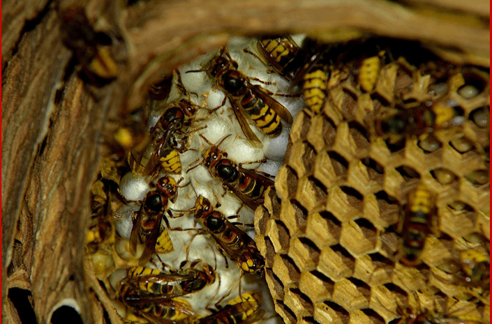 Szerszenie z bliska